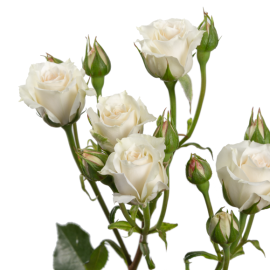 White Majolika Blush